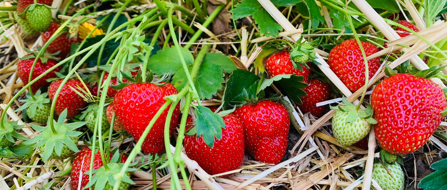 Strawberry plants growing in a Hampshire field